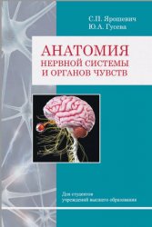 Анатомия нервной системы и органов чувств
