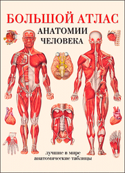 Большой атлас анатомии человека