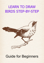 Learn to Draw Birds Step-by-Step - Guide for Beginners